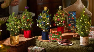 Bloom and Wild mini Christmas trees